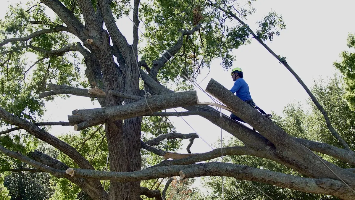 Professional Hazardous Tree Removal performed by certified arborists in Gallagher